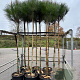 Pinus pinea 8-10 HO container