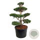 Pinus sylvestris 100-125 cm cont. 180L bonsai