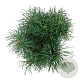 Pinus sylv. Blue Pearl 20-25 cm