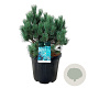 Pinus sylv. 'Watereri' 50-60 cm 30L extra