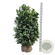 Prunus l. Bonaparte 125-150 cm met kluit extra