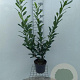 Prunus l. 'Caucasica' 80-100 cm 5,0L