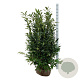 Prunus l. 'Herbergii' 125-150 cm met kluit extra