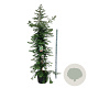 Sequoia s. 'Xeno' 250-300 cm cont. 70L