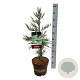 Sequoiadendron g. 'H. Mammoth One' 60-80 cm P26