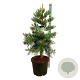 Sequoiadendron g. 'H. Mamm. Three' 100-125 cm cont. 55L extra
