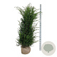 Taxus baccata 160-180 cm met kluit extra