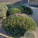 Taxus b. 'Renke's Kleiner Grüner' 110-120 cm draadkluit platte bol