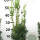 Taxus media 'Hicksii' 50-60 cm met kluit