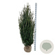 Taxus media 'Hicksii' 160-180 cm met kluit extra