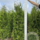 Thuja occ. 'Brabant' 160-180 cm met kluit