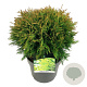 Thuja occ. 'Danica' 35 cm 6,5L