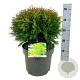 Thuja occ. 'Danica' 35 cm 6,5L