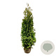 Thuja occ. 'Golden Brabant' 200-225 cm met kluit extra