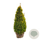 Thuja occ. Golden Smaragd 80-100 cm met kluit extra