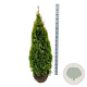 Thuja occ. Golden Smaragd 120-140 cm met kluit extra