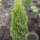 Thuja occ. 'Smaragd' 100-120 cm met kluit