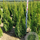 Thuja occ. 'Smaragd' 100-120 cm met kluit