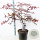 Acer pal. 'Bloodgood' 60-80 cm 10L