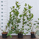 Aronia melanocarpa 60-80 cm 2,0L