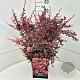 Berberis thunb. 'Rose Glow' 50-60 cm 20L