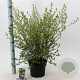 Ceanothus El Dorado 30-40 cm 5,0L