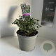 Ceanothus impressus 'Victoria' 15-20 cm 2,0L