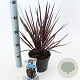 Cordyline aus. Little Red Star 30-40 cm 2,0L