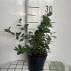 Cotoneaster lacteus GM C1.3