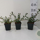 Cotoneaster radicans 'Eichholz' GM P9