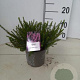 Erica darl. 'Spring Surprise' 10-12 cm P12