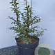 Euonymus alatus 50-60 cm 10L