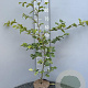 Fagus sylvatica 80-100 cm 3,0L