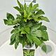 Fatsia japonica 40-50 cm 10L
