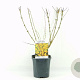 Forsythia int. Minigold 40-50 cm 2,0L