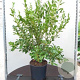 Griselinia littor. Green Horizon 25-30 cm 2,0L