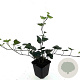 Hedera hibernica GM P9