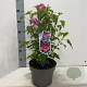 Hibiscus syr. Flower Tower Ruby 60-70 cm 5,0L