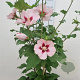 Hibiscus syr. 'Hamabo' 40-60 cm 5,0L