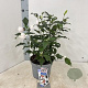 Hibiscus syr. Little Legends White 40-45 cm 5,0L