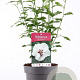 Hibiscus syr. 'Speciosus' 40-50 cm 3,0L