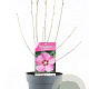 Hibiscus syr. 'Woodbridge' 40-50 cm 3,0L