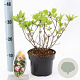 Hydrangea pan. Baby Lace 30-40 cm 2,0L
