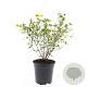 Hypericum kalmianum 'Gemo' GM C1.3