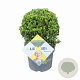 Ilex crenata Dark Green 20 cm op rozenpot 3L bol potgekweekt