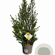 Ilex crenata Dark Green 60-80 cm 7,5L struik