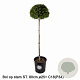 Ilex crenata Dark Green 80 cm stam 12L potgekweekt