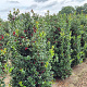 Ilex meserv. Blue Maid 160-180 cm draadkluit