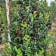 Ilex meserv. Blue Maid 160-180 cm draadkluit