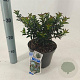 Ilex meserv. Gentle 25-30 cm 3,0L
